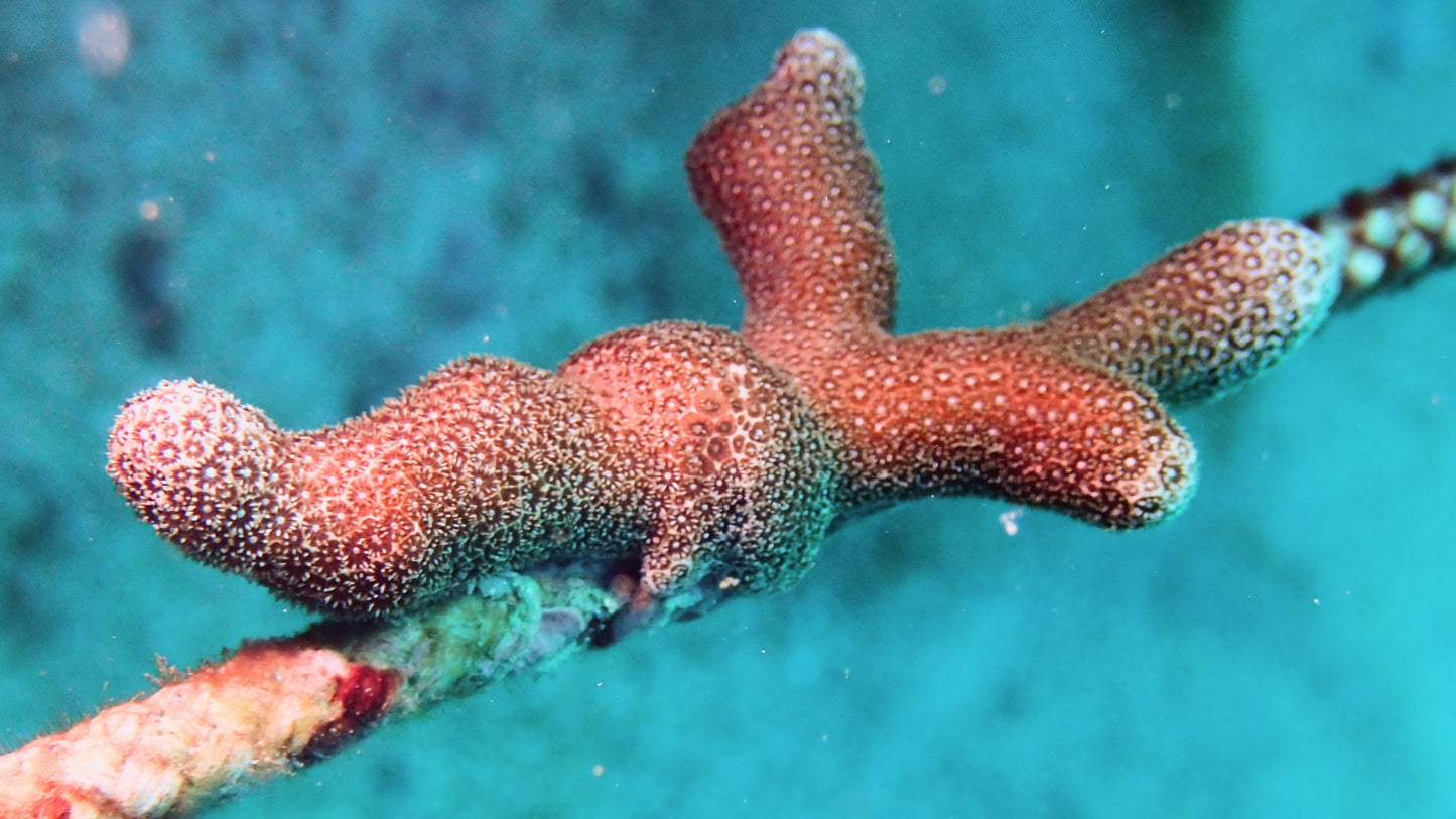 Coral Adoption Program