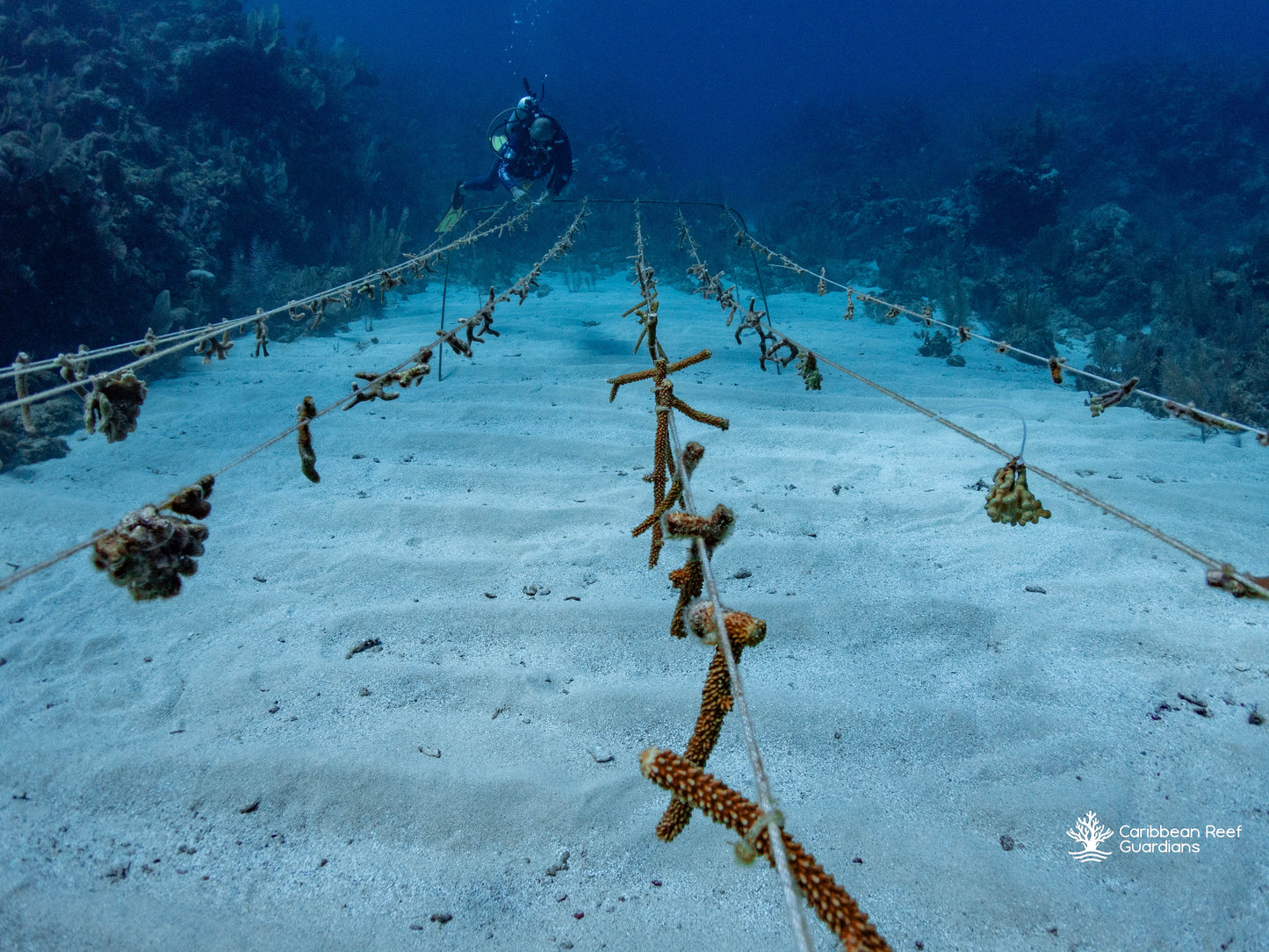 Nursery Adoption Program