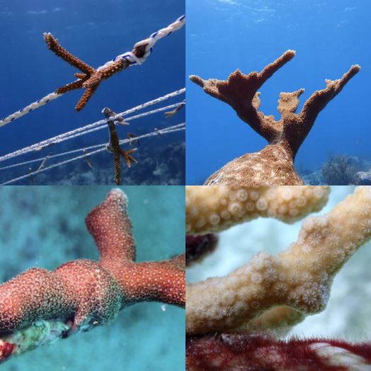 Coral Adoption Program