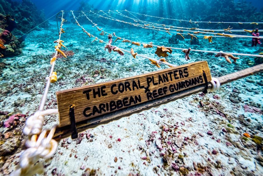 


An underwater photograph of a coral farm with a wooden sign reading 'THE CORAL PLANTERS CARIBBEAN REEF GROWERS' mounted on a rope frame over a sandy reef.