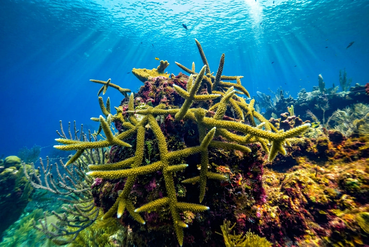 Underwater coral reef scene with outplanted branching yellow-green corals growing on a rocky reef, surrounded by marine vegetation and blue ocean water.