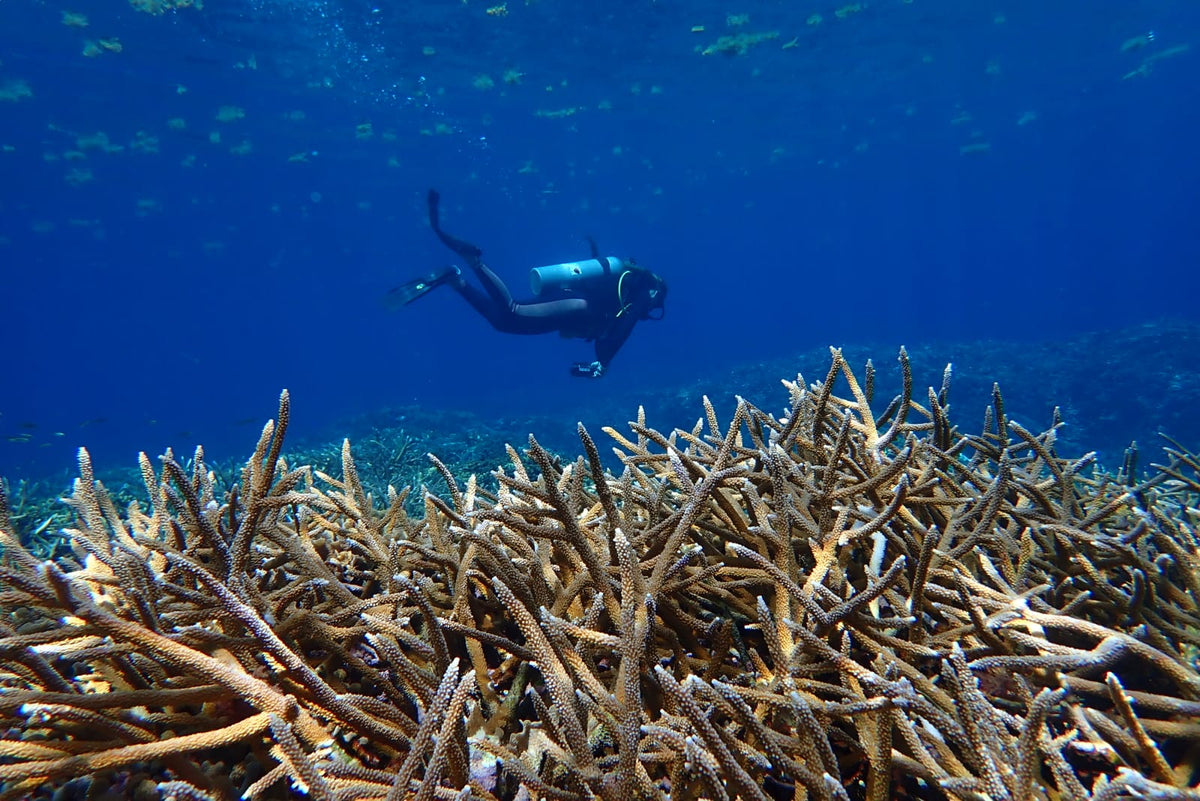 An underwater scene showing a scuba diver swimming above a dense field of branching coral in deep blue water.