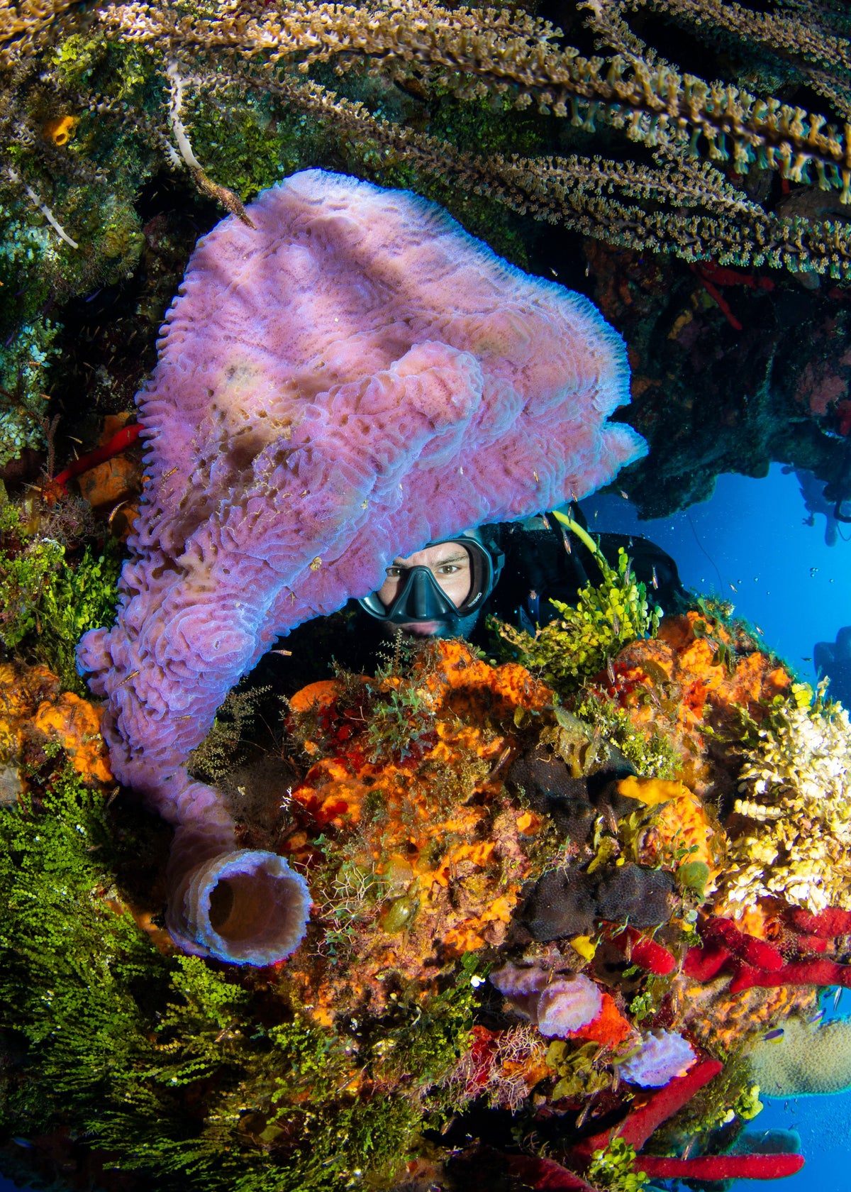 Apply