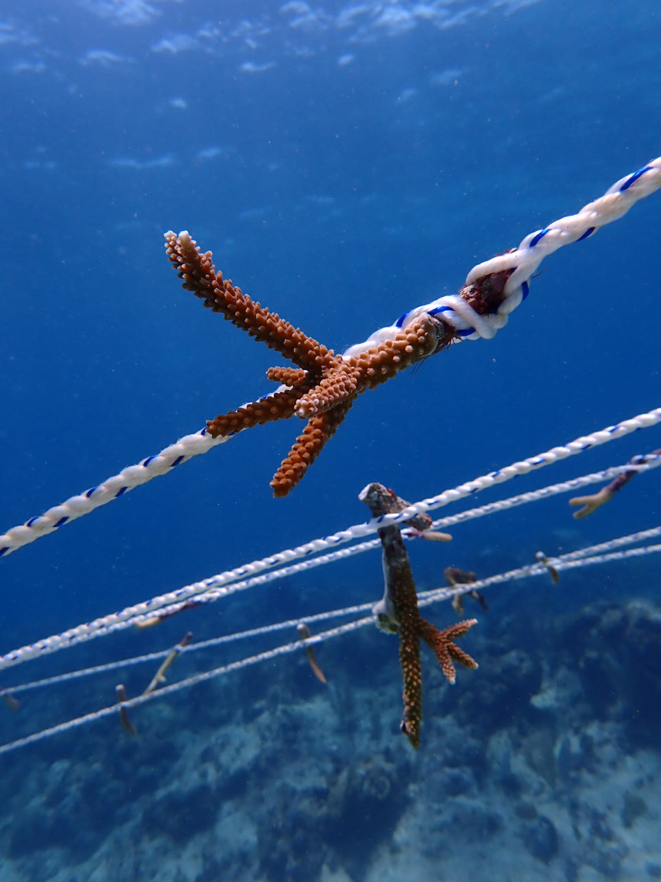 One coral