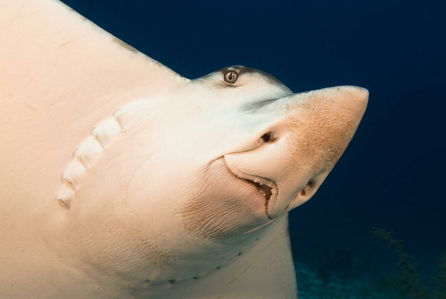 A ray gliding past the camera on Roatán's reef