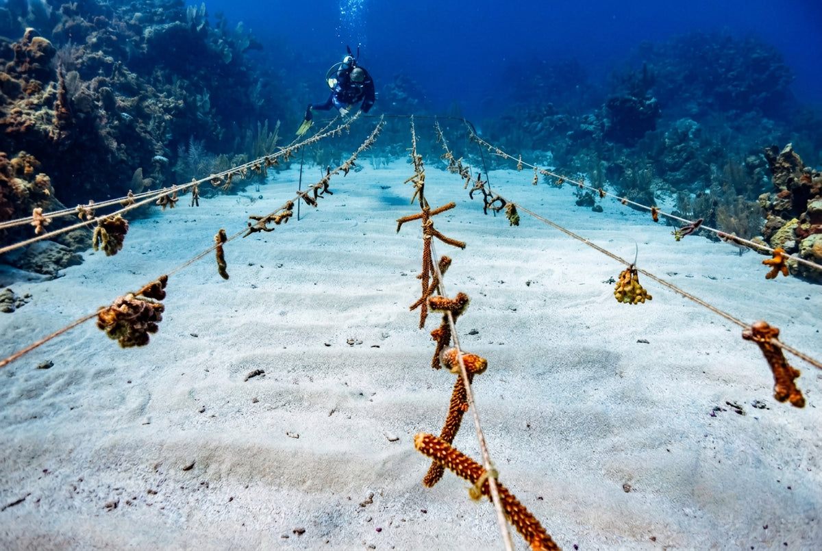 Underwater scene with ropes and coral structures on a sandy ocean floor, featuring the Caribbean Reef Foundation logo.
