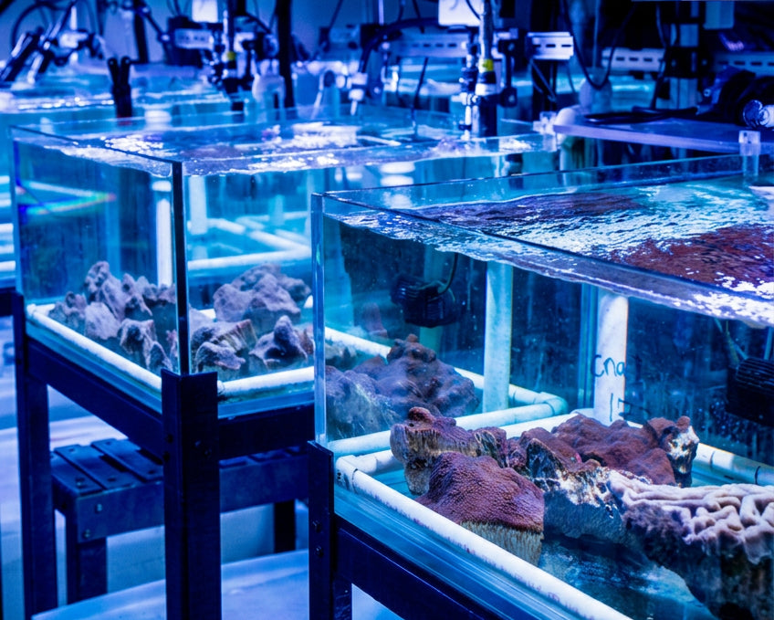 Glass tanks full of coral frags