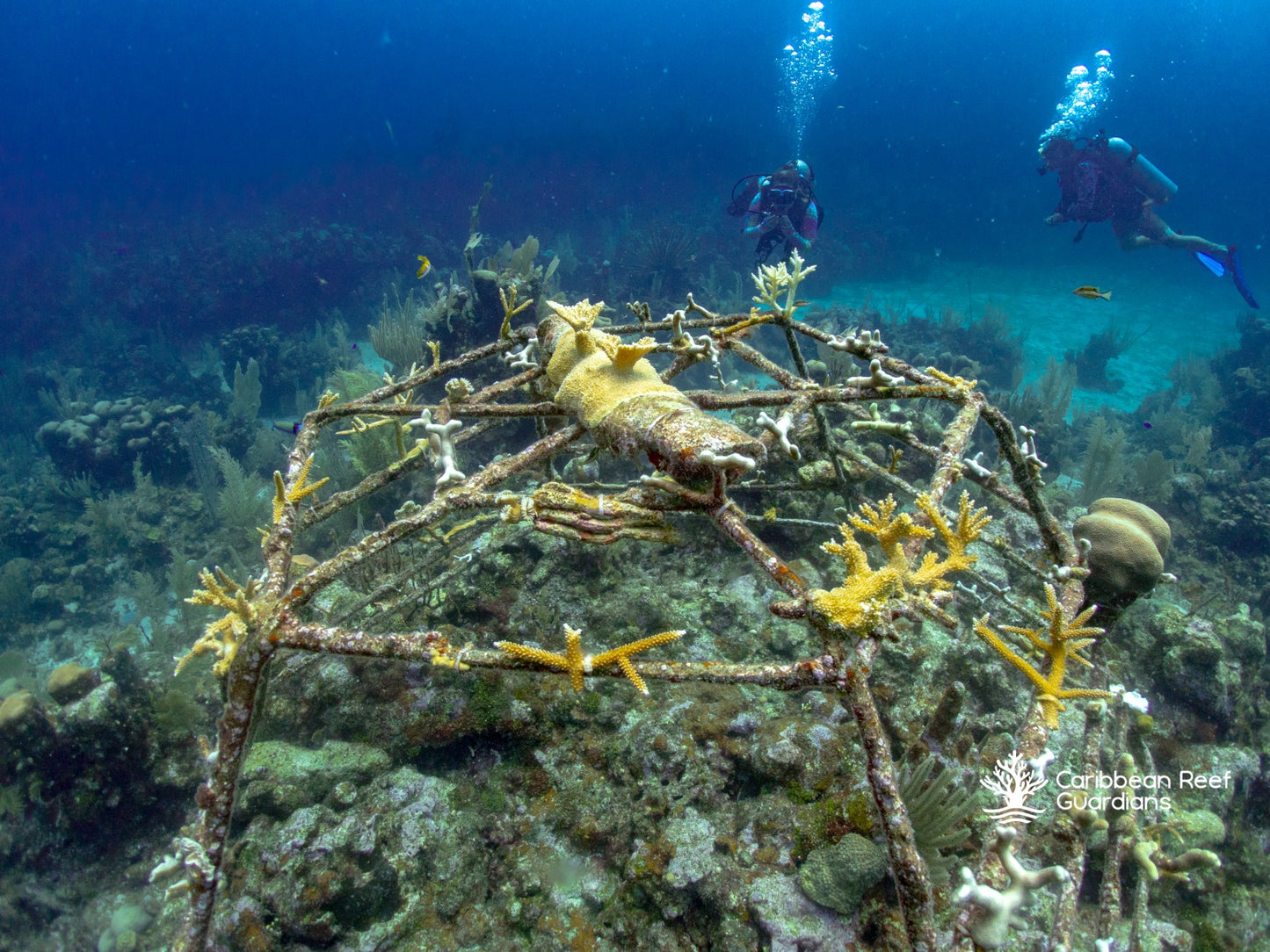 Nursery Adoption Program